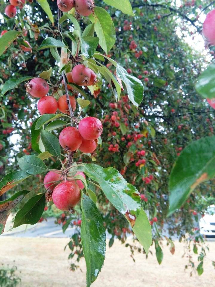 Crabapples 2015